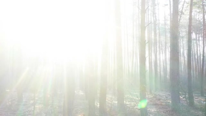 带黄色雾的神秘秋天松树林