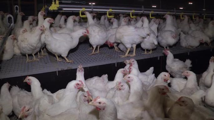 家禽养殖场的光线很低。养鸡家禽场。畜牧业，房屋经营以养殖肉类为目的，白鸡在室内饲养饲料。