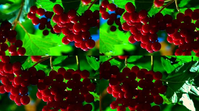 在阳光下闪闪发光的红色荚膜浆果的近距离运动