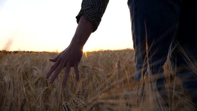 农学家的雄性手臂在草地上生长的成熟小麦上移动。年轻的农民走过大麦田，用手摸了摸金色的庄稼耳朵。背景下