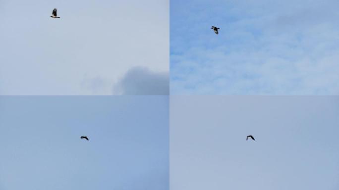 黑白鸟在无边的蓝天下飞翔