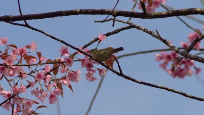 鸟特写空镜花瓣