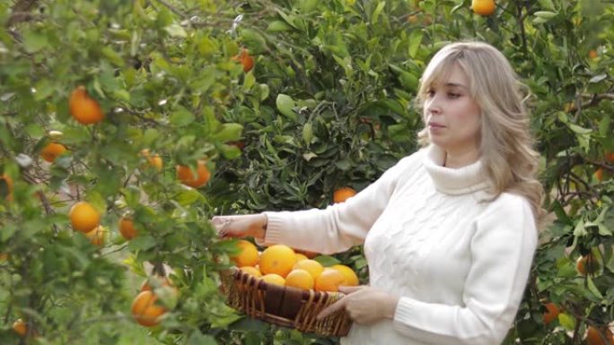 女人在花园里摘水果。女性服用橙色。西班牙的新鲜水果