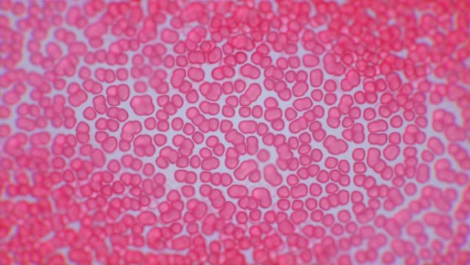 显微镜下血细胞运动的动画。红细胞、白细胞、血小板和血浆。医学、生物学和科学镜头