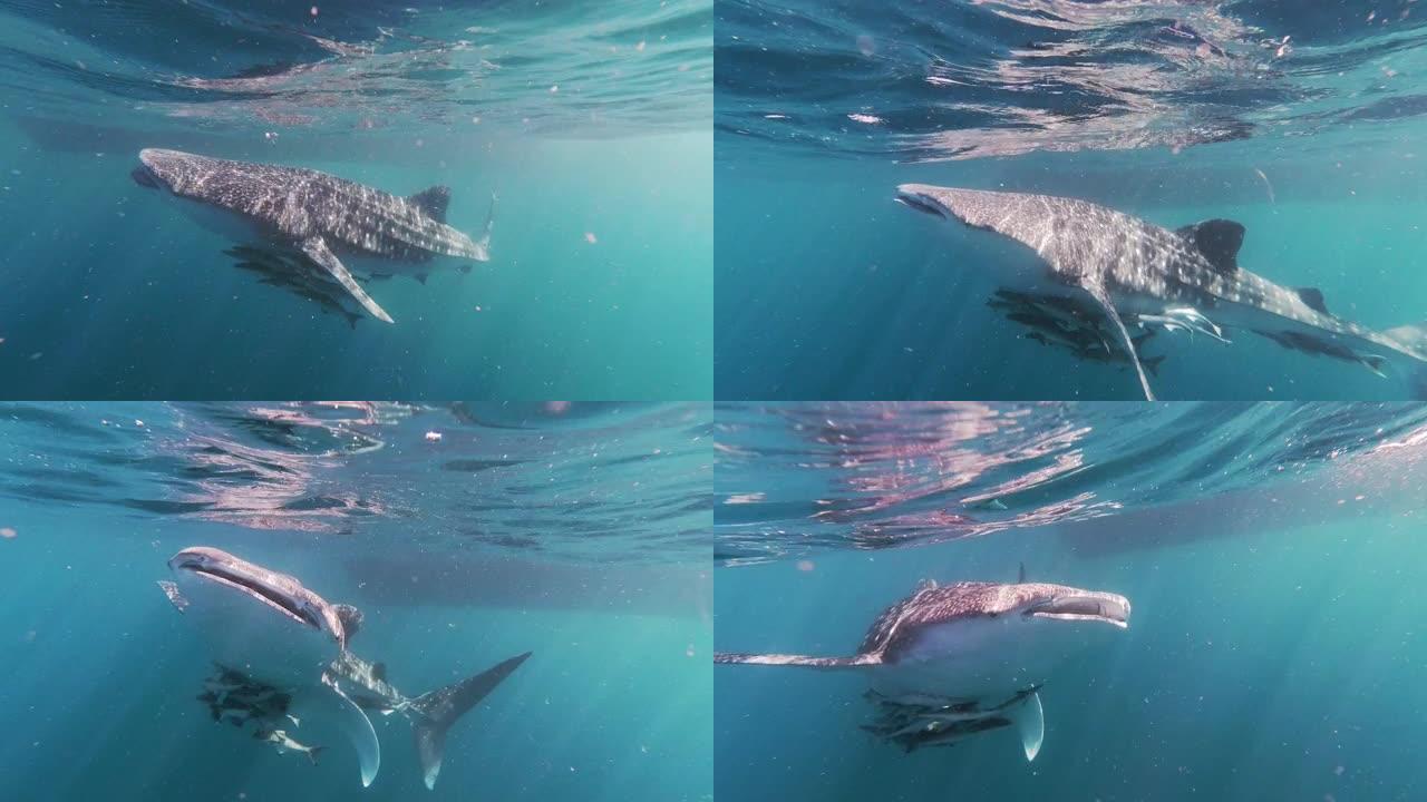 野生鲸鲨(犀牛斑纹)濒临灭绝的物种，在海里游泳吃浮游生物