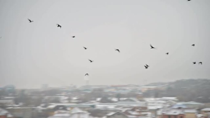 在一个多云的日子里，一群鸟叫在一个小镇的私营部门上空飞来飞去，天空灰蒙蒙。增加居民部门乌鸦人口的概念