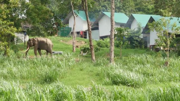 泰国苏梅岛。在农业中使用动物的力量。在亚洲绿色地形上工作的强壮灰象。大象喂养，传统牲畜，农场贫民窟在