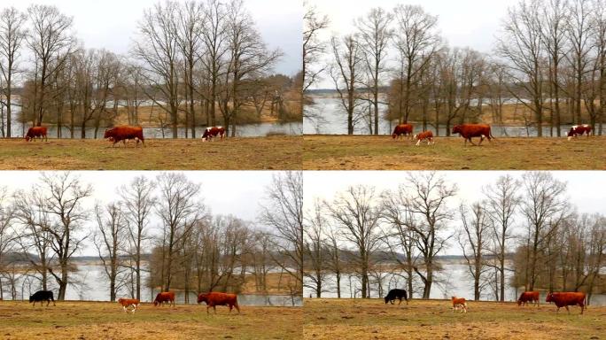 小可爱的棕色奶牛，小牛跑在牧场上，有池塘。捷克景观