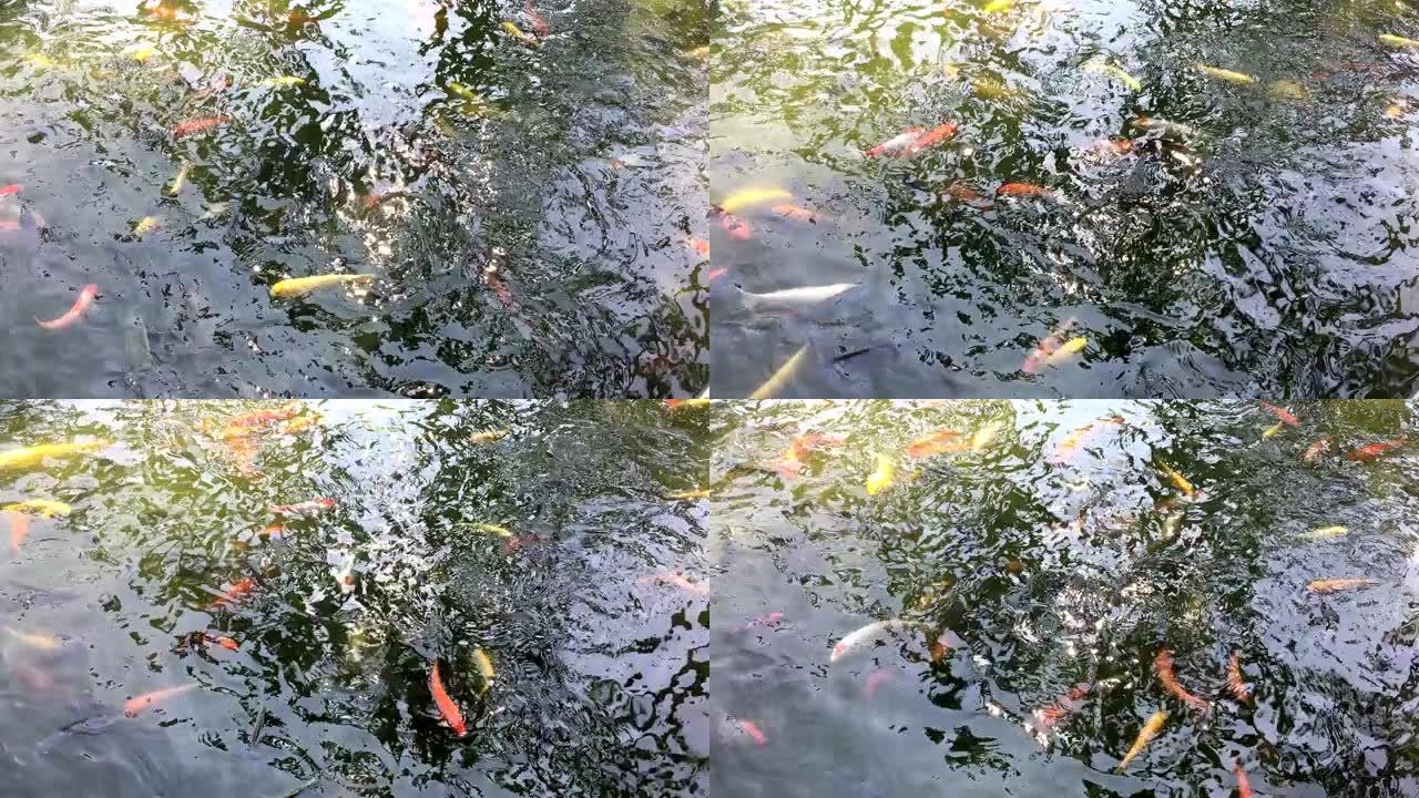 繁殖池塘中的锦鲤 (Cyprinus carpio haematopterus)