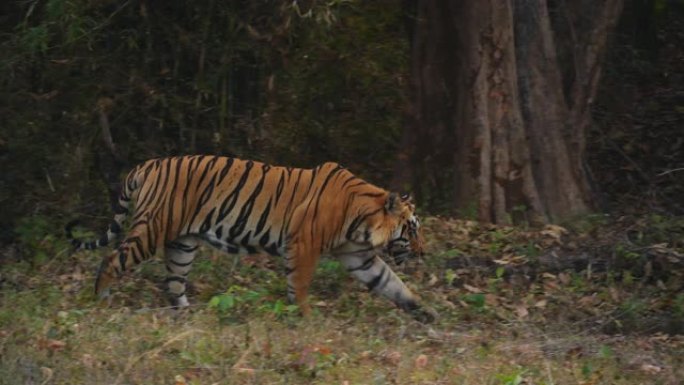 美丽的孟加拉老虎 (panthera tigris) in its自然栖息地