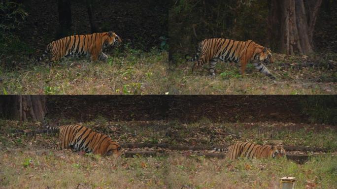 美丽的孟加拉老虎 (panthera tigris) in its自然栖息地