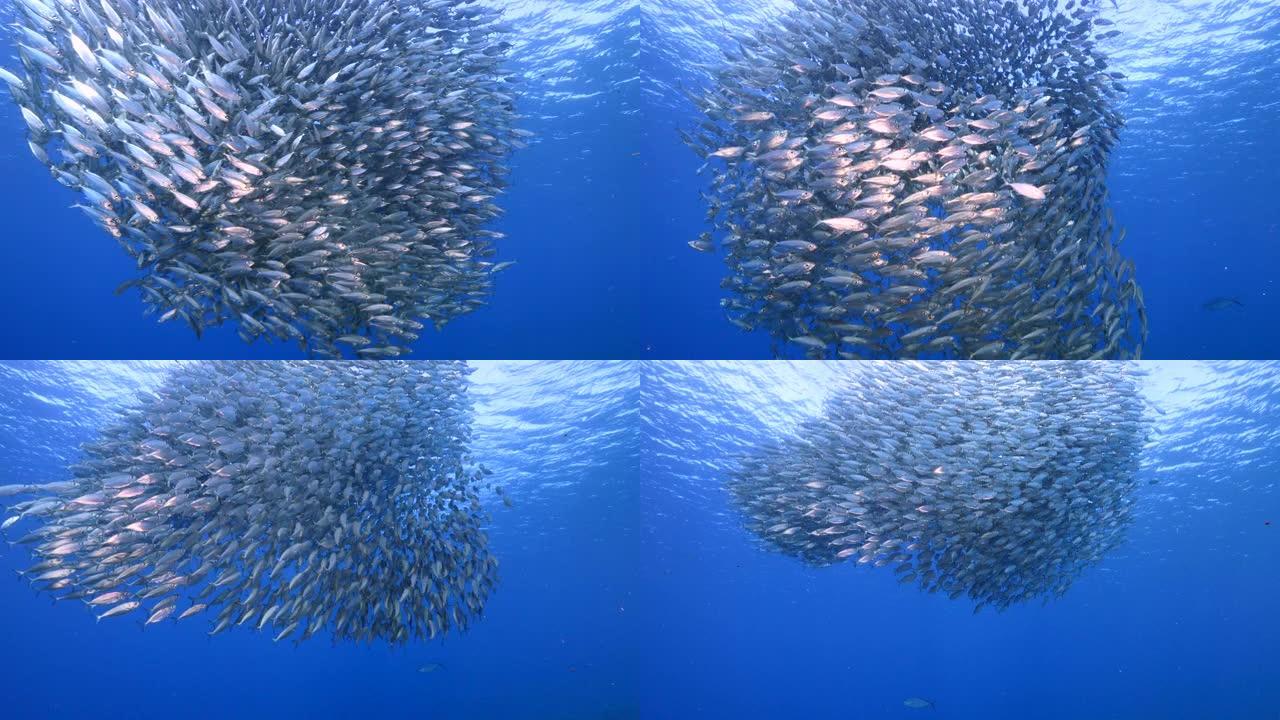 鱼饵球/库拉索岛附近加勒比海珊瑚礁中的鱼群