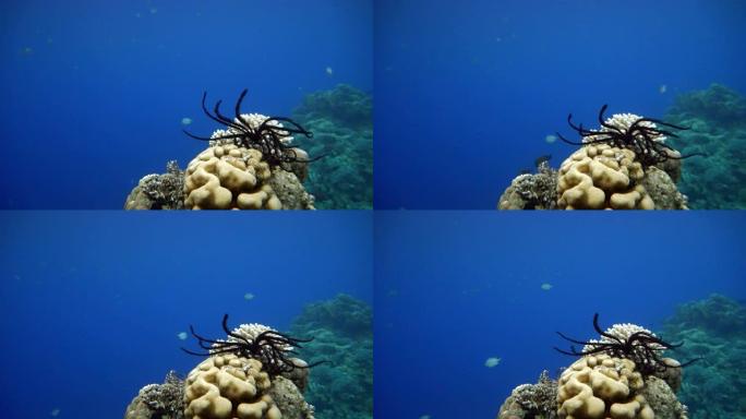 潜水。热带鱼和珊瑚礁。海洋中的水下生物。