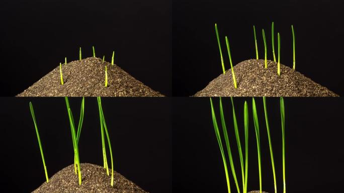在黑暗的土地上加速了新鲜的新绿草的生长。延时。4K.种植小麦是最适合堪萨斯州和内布拉斯加州广大平原的