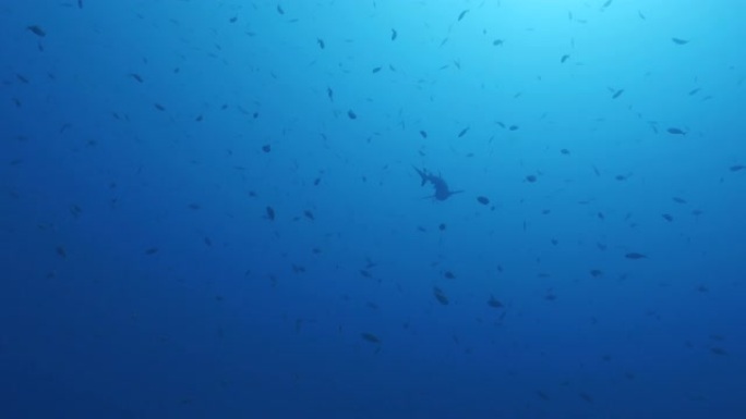 在马尔代夫的海面下游弋的礁鲨