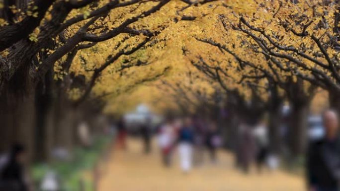 Walking people at the ginkgo street in Tokyo at au