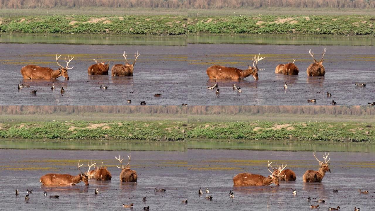 一群水鹿觅食并以藻类为食