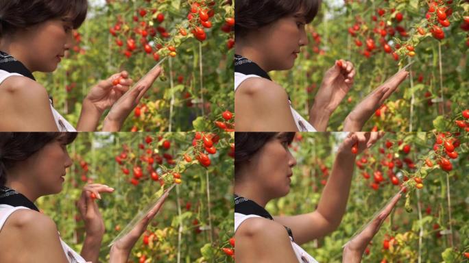 现代农家妇女使用未来的数字平板技术考试西红柿在有机农场，转基因食品，生物食品，替代生活风格和未来概念