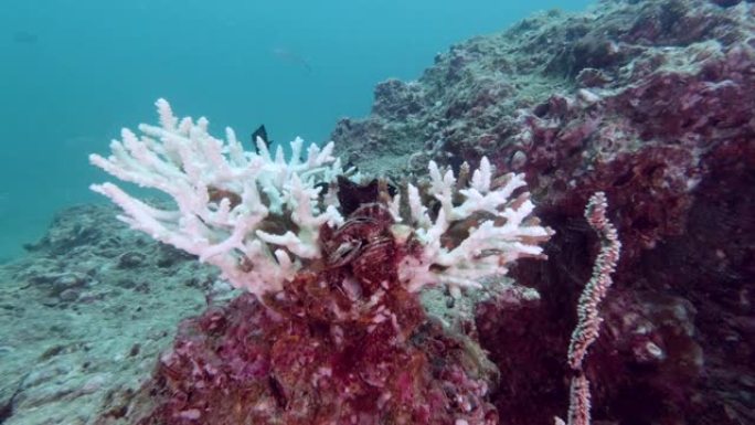 珊瑚漂白进程的环境损害