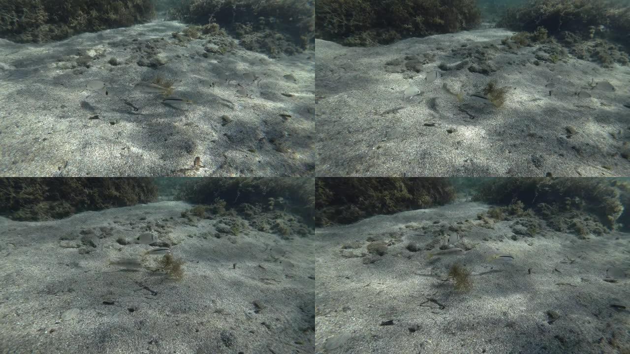 沙质海底的鲷鱼和山羊鱼。金条山羊鱼 (Parupeneus forsskali) 和sargo或白鲷