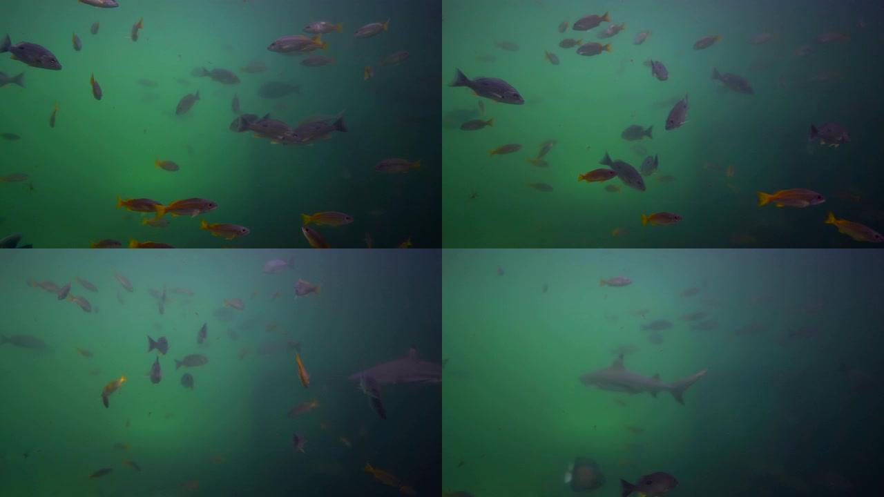 许多鱼在深绿色的海洋上潜水