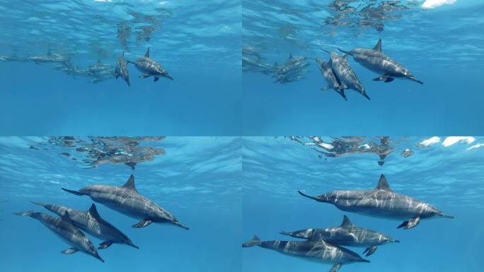 三只海豚，母亲和两只幼年海豚的家庭与他们的群体分开，分别在蓝色的水中游泳。慢动作，特写，水下镜头。红