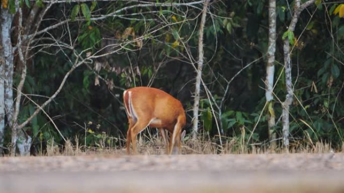 鹿在泰国森林考艾国家公园吃草。野生动物实时