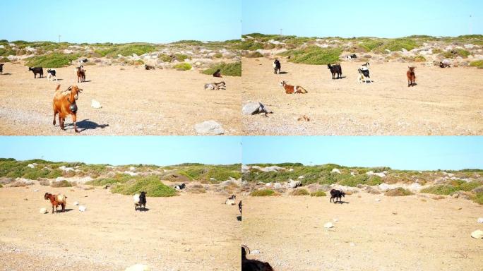 一些山羊在希腊克里特岛的一块田野上行走