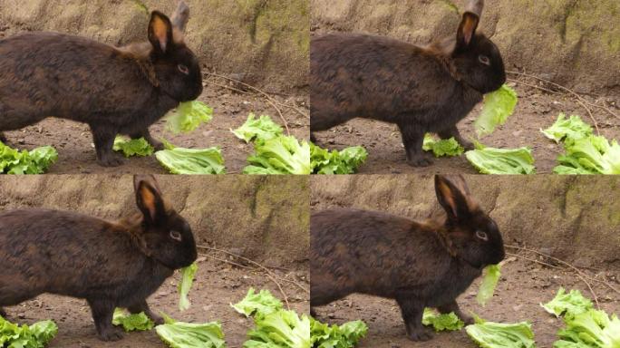 吃生菜的黑兔子养殖饲养兔视频素材