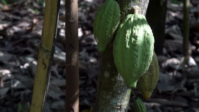 可可树 (Theobroma Cacao)。自然界中的有机可可果荚。
