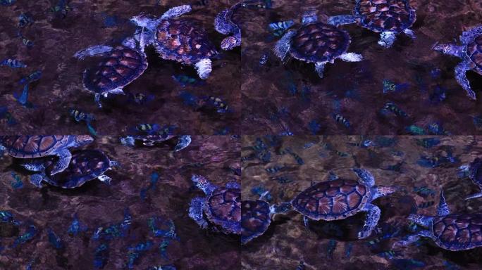 美丽的海龟在清澈的水族馆水中游泳。