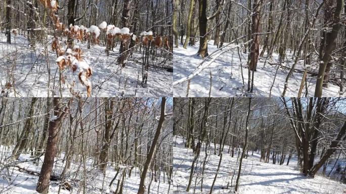 冬季森林。雪和阳光。