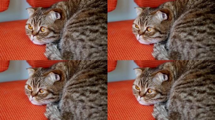 苏格兰折叠猫躺在沙发上。