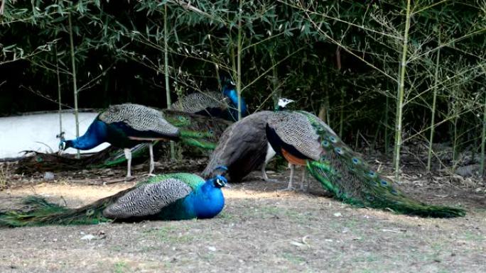一群美丽的雄性孔雀休息