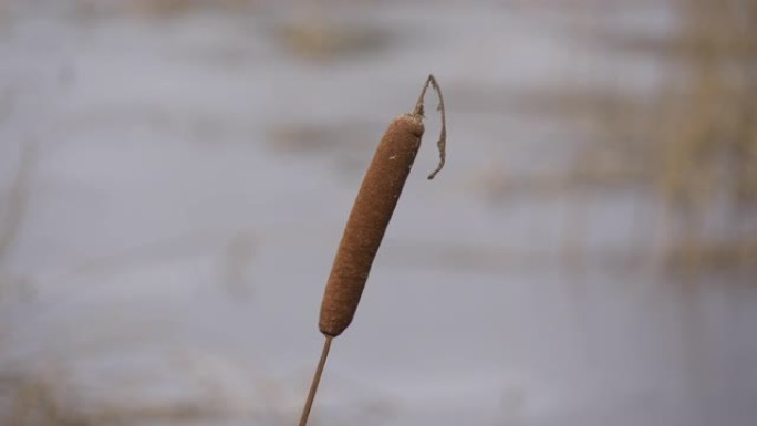 爱沙尼亚的长棕色香蒲草