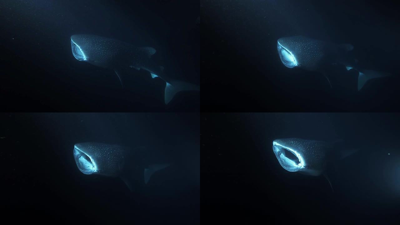鲸鲨 (Rhincodon typus) 在夜间张开嘴喂养磷虾，印度洋，马尔代夫，亚洲