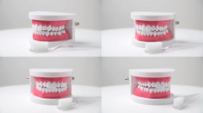 带刷子的道具牙齿，牙科图像