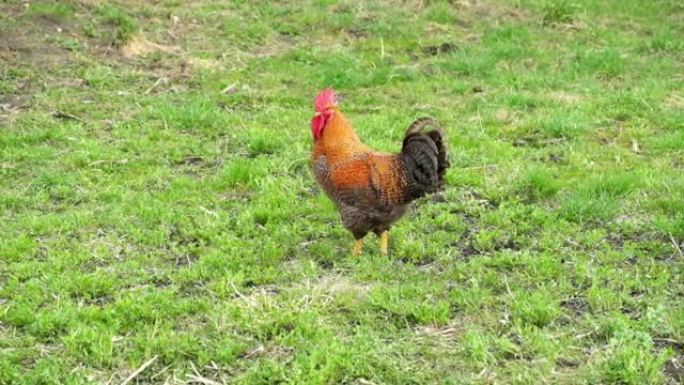 美丽的大红公鸡站在绿色的草地上