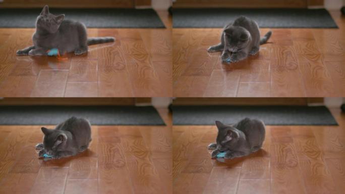 可爱的国产灰色小猫/猫玩小猫猫玩具老鼠