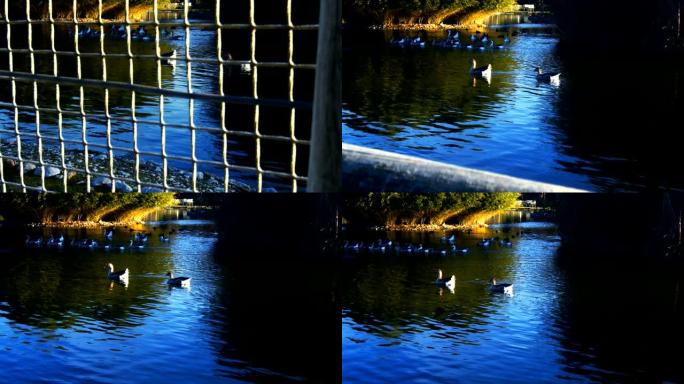 湖中的鸭子和鸟湖中的鸭子和鸟