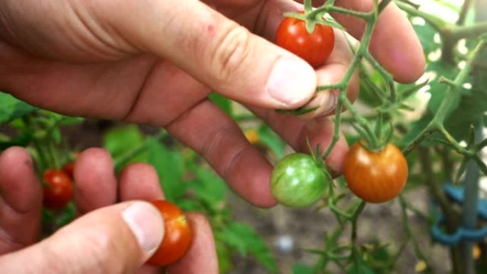 美丽的生态蔬菜。樱桃番茄。后院黄瓜。雄性的手拿起两个成熟的水果。