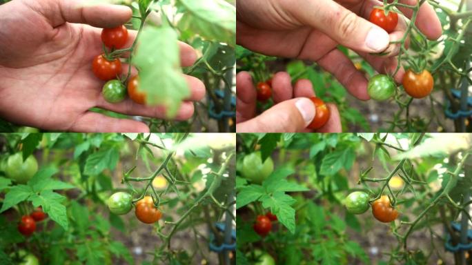 美丽的生态蔬菜。樱桃番茄。后院黄瓜。雄性的手拿起两个成熟的水果。