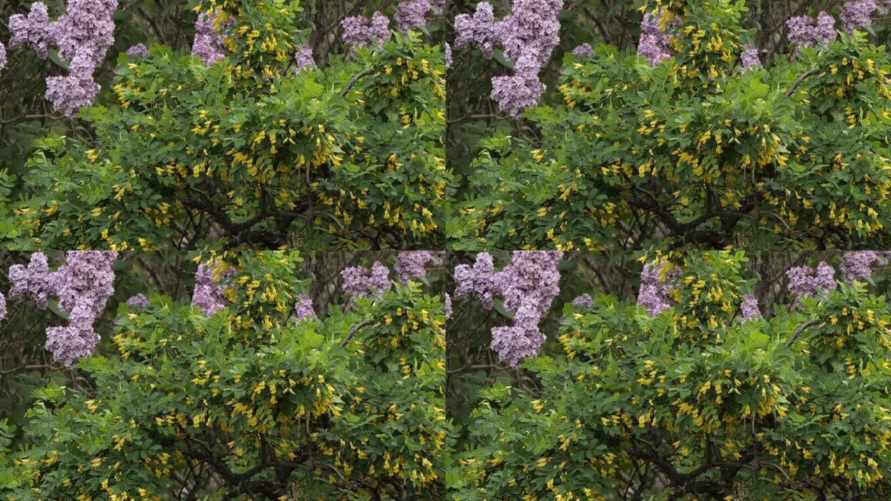 黄花丛与紫色丁香花混合与大黄蜂