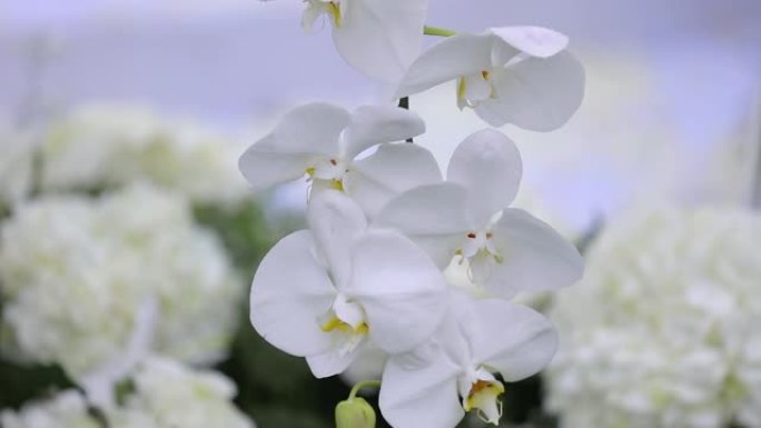 婚礼设置时关闭白色分支兰花或蝴蝶兰兰花细节。
