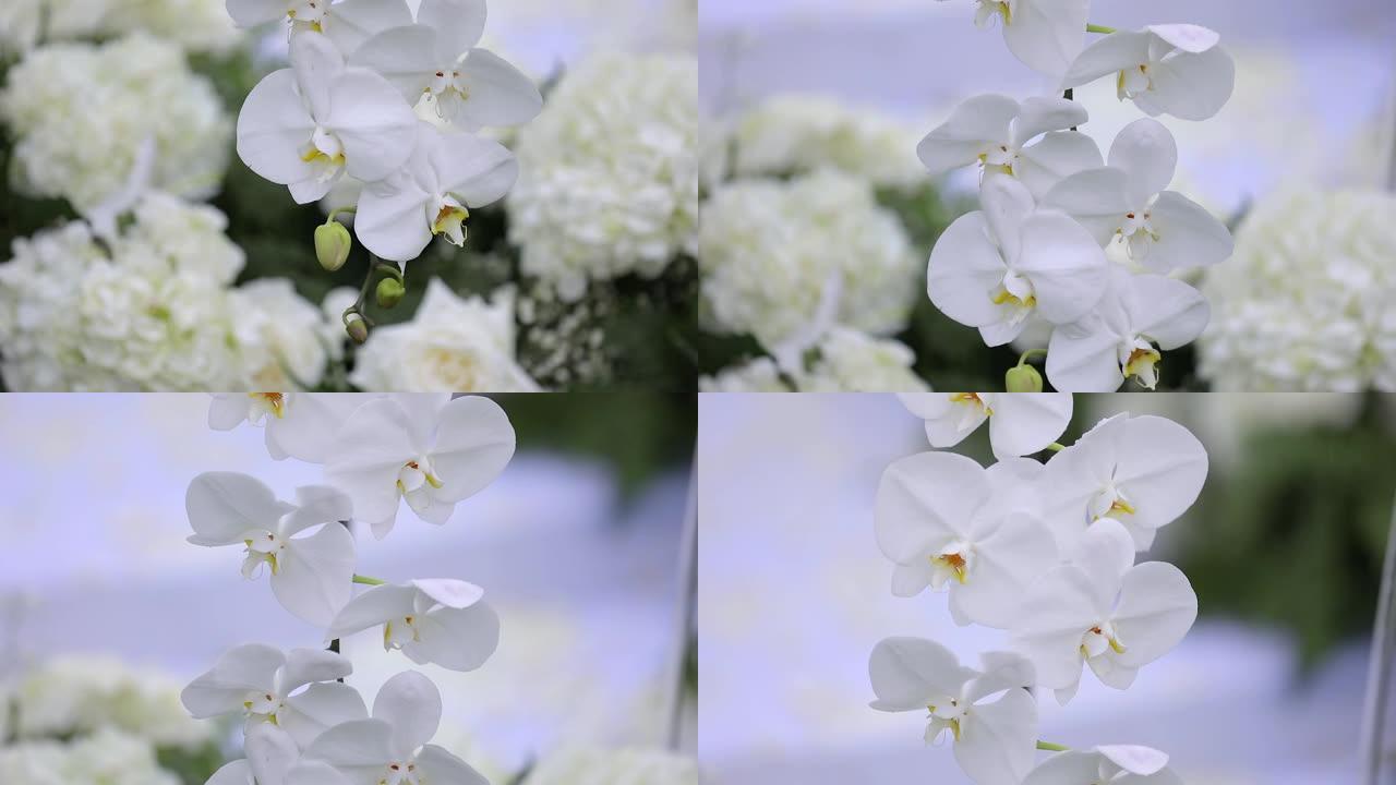 婚礼设置时关闭白色分支兰花或蝴蝶兰兰花细节。