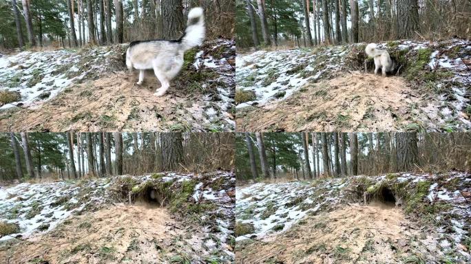 西伯利亚哈士奇在森林里为自己挖了一个窝点。