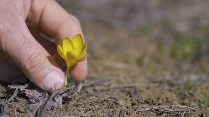 一个人的手轻轻地抚摸着大自然中的小黄番红花。