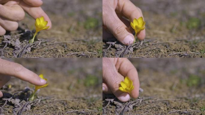 一个人的手轻轻地抚摸着大自然中的小黄番红花。