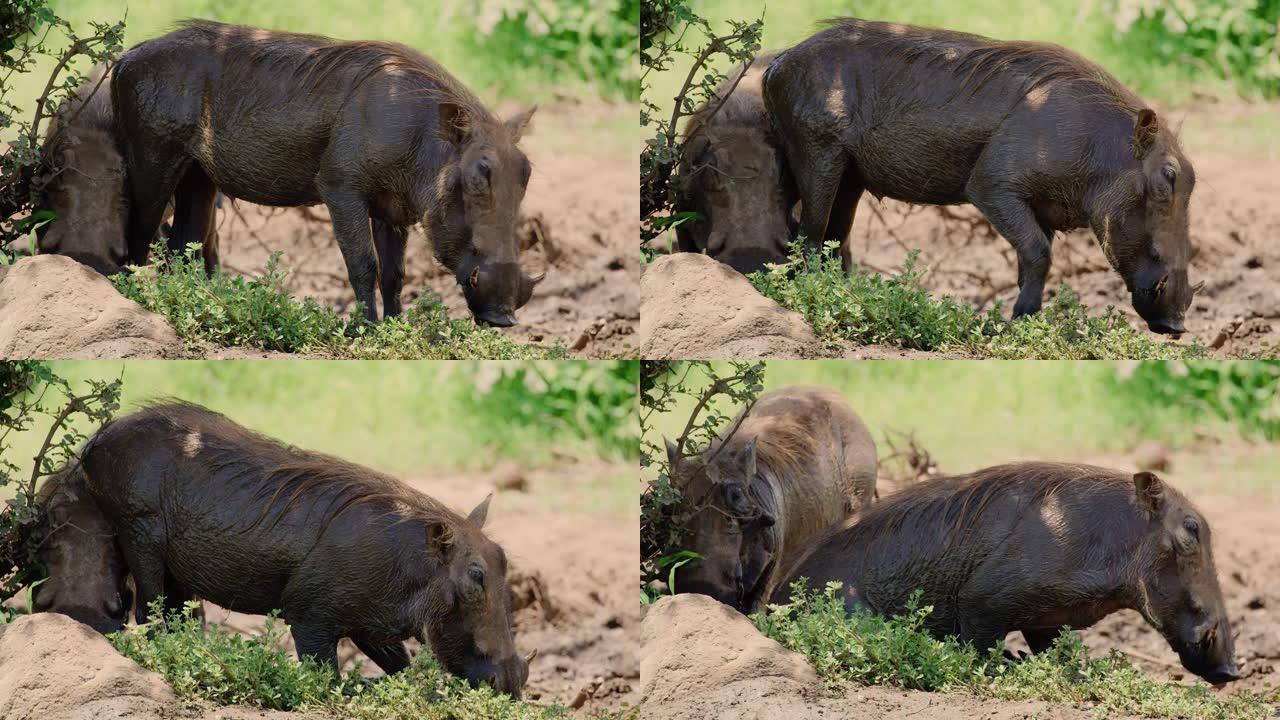 有趣的场景，两只疣猪在树荫下争抢位置，一个坐在另一个的头上。非洲野生动物园。慢动作红色相机。