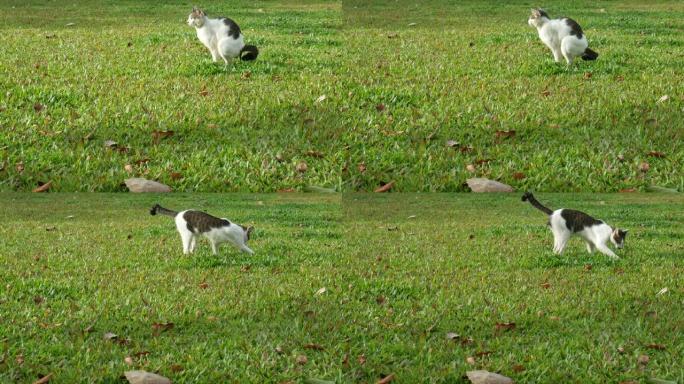 流浪猫在草地上拉屎